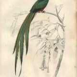 Planche ancienne 1849 - Couroucou par E.Travies - Gravure oiseaux naturel