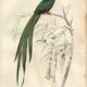 Planche ancienne 1849 - Couroucou par E.Travies - Gravure oiseaux naturel