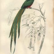 Planche ancienne 1849 - Couroucou par E.Travies - Gravure oiseaux naturel