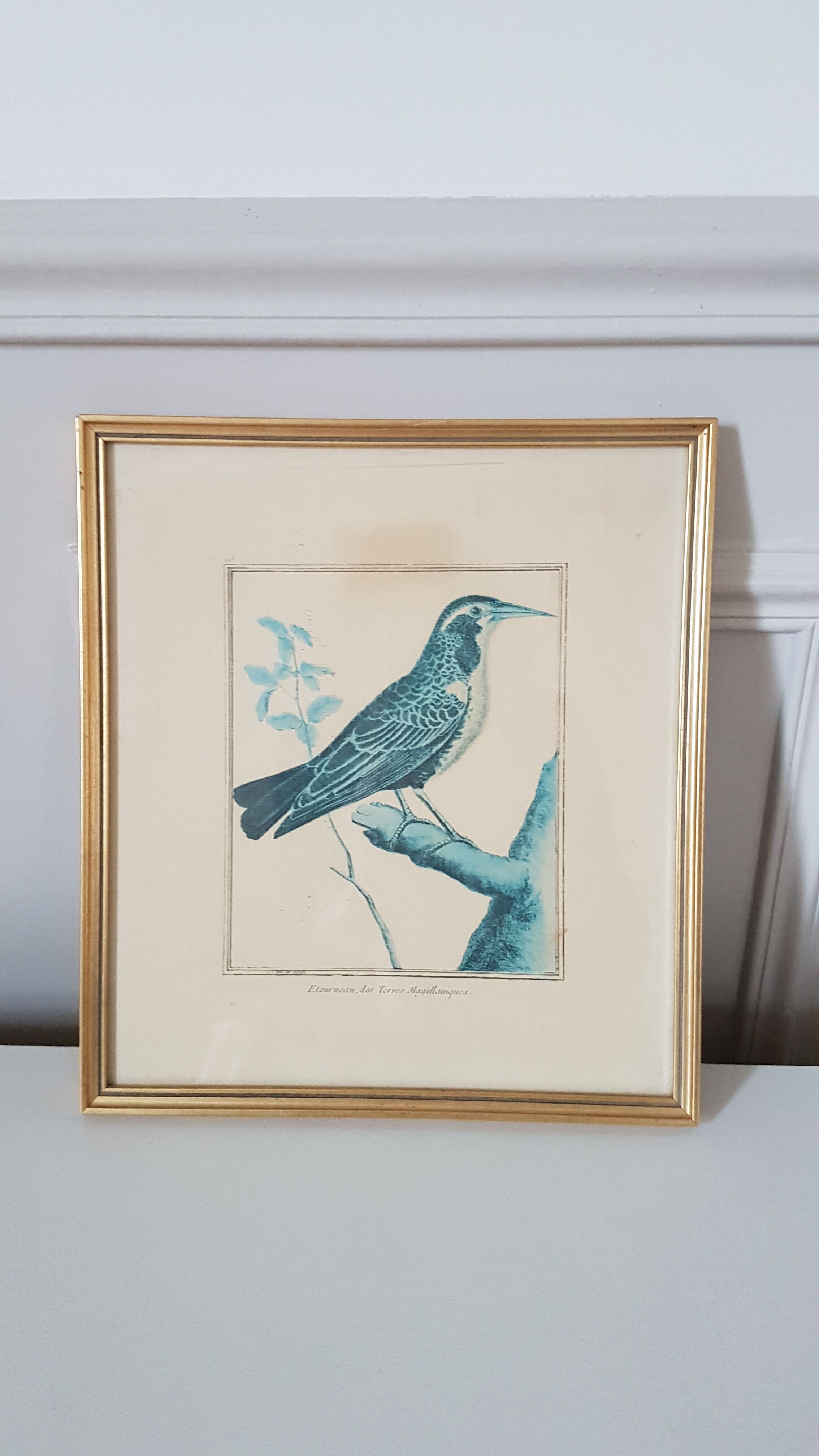 Framed bird engraving