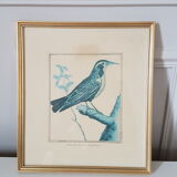 Framed bird engraving