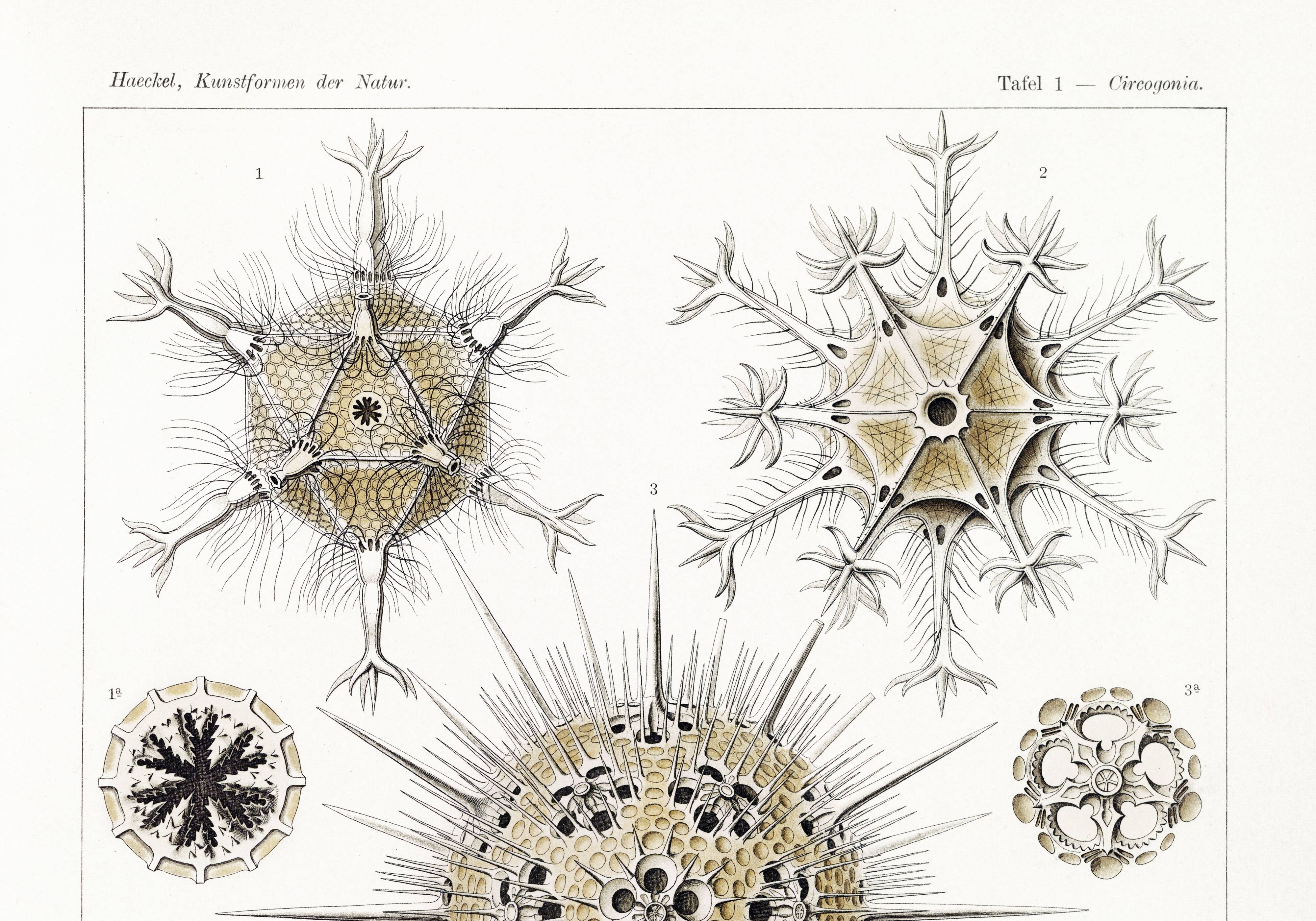 Poster about the Phaeodaires, based on an old lithograph from 1904.
