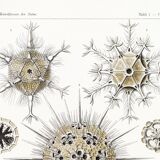 Poster about the Phaeodaires, based on an old lithograph from 1904.