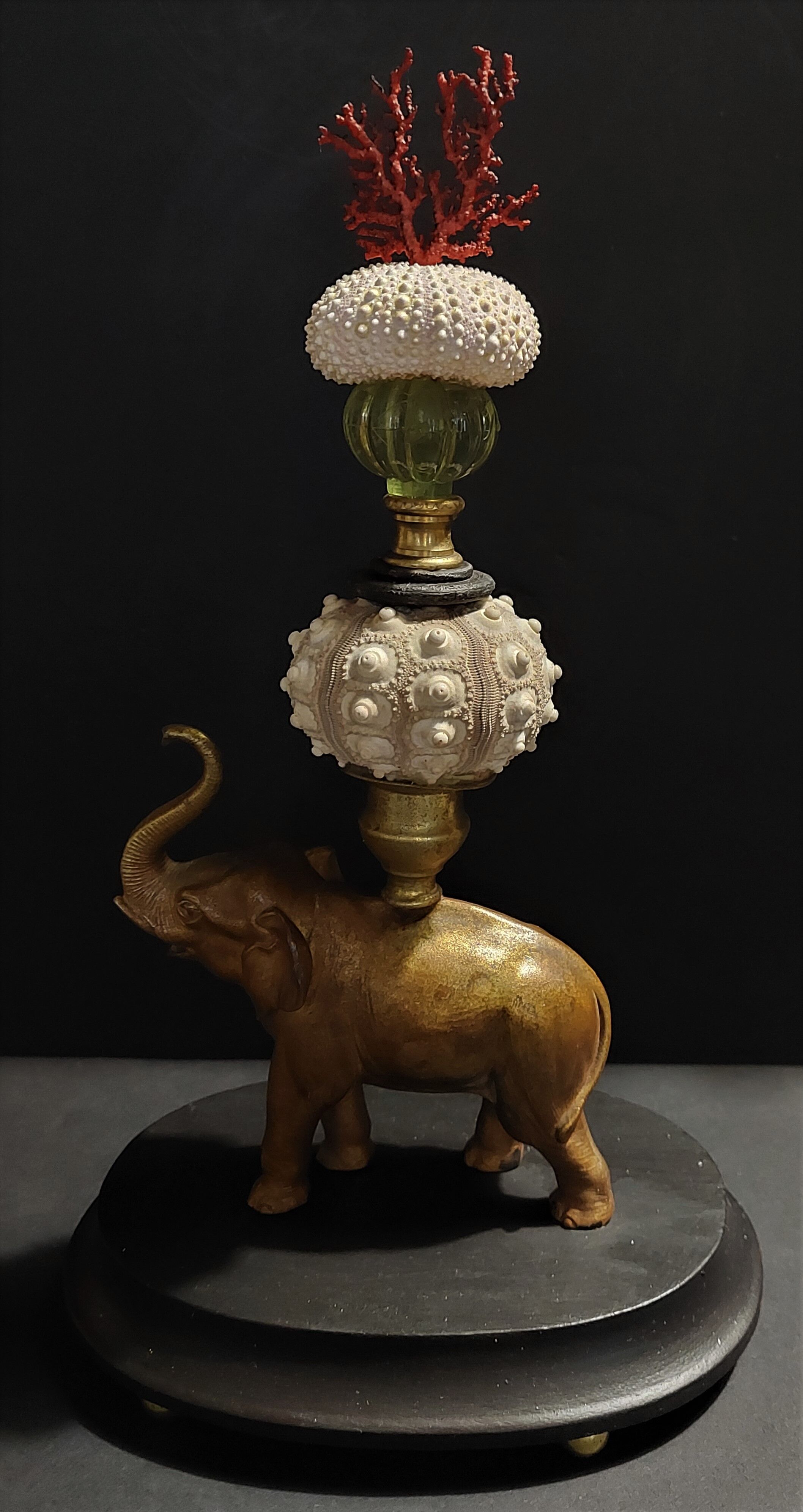 Cabinet of Curiosities composition with sea urchins and gorgon paramuricea clavata