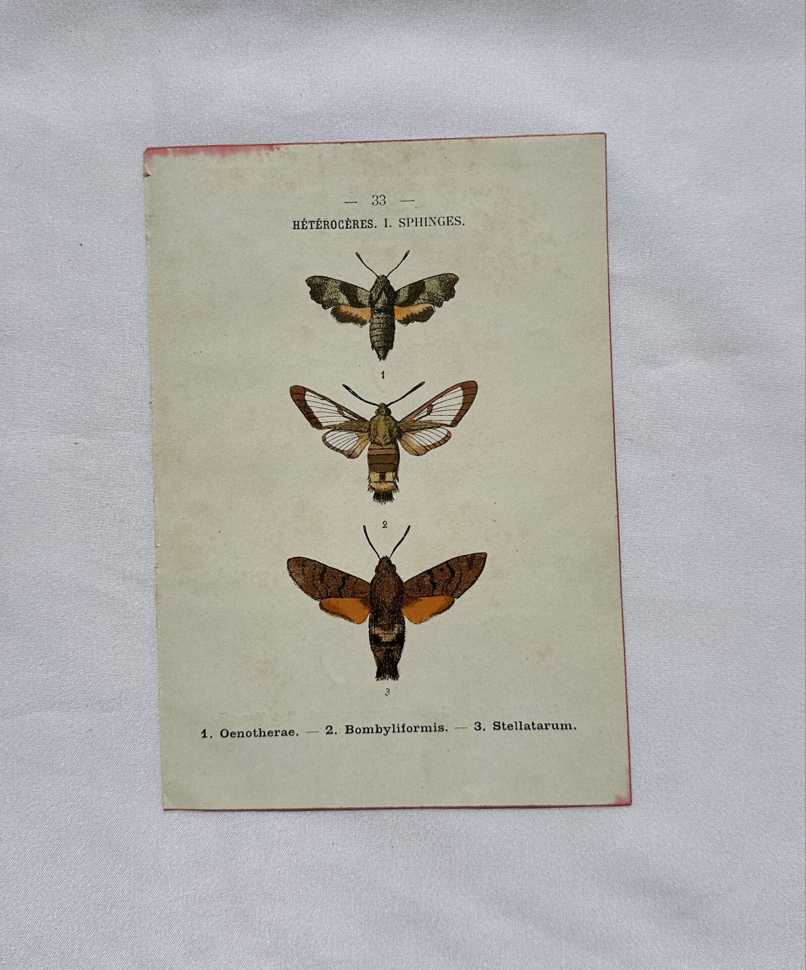 Botanical engraving double-sided butterflies naturalist plate etching