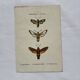 Botanical engraving double-sided butterflies naturalist plate etching