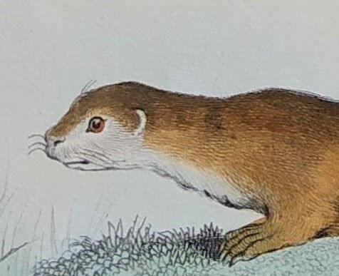 Original Zoological Plate " Hyena & Otter of Canada - Buffon 1940