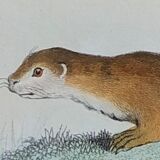 Original Zoological Plate " Hyena & Otter of Canada - Buffon 1940