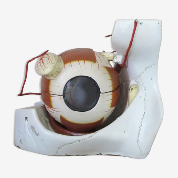 Anatomical university eye model, USA 1950