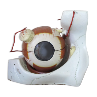 Modèle anatomique de l’œil universitaire, Etats-Unis 1950