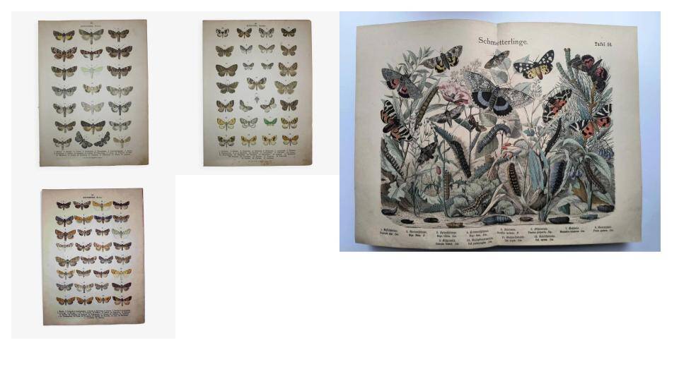 Set of 4 antique butterfly engravings (19th century lithographs)