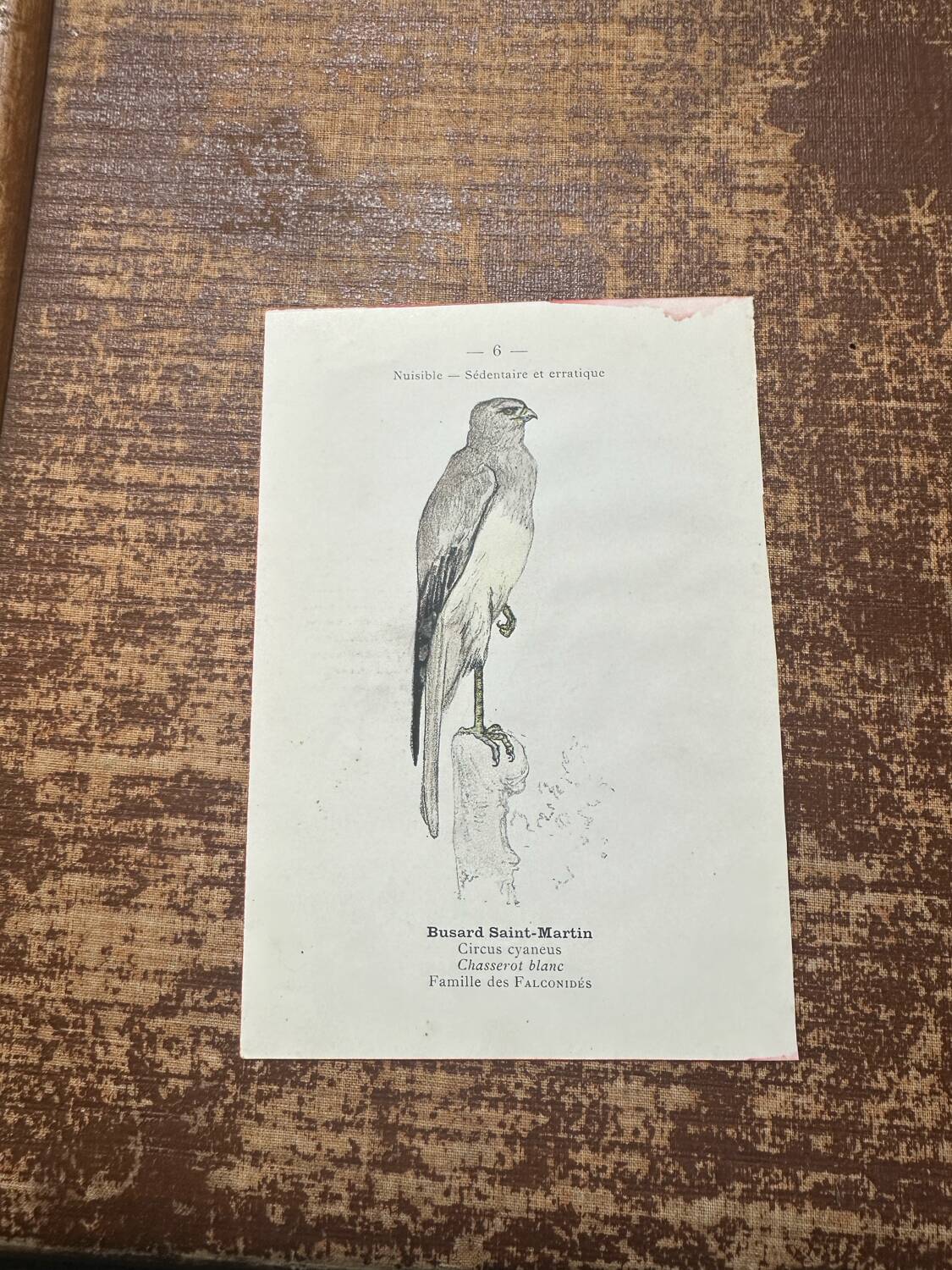 Vintage botanical board bird engraving 19th signed G Denise