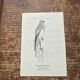 Vintage botanical board bird engraving 19th signed G Denise