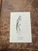 Vintage botanical board bird engraving 19th signed G Denise