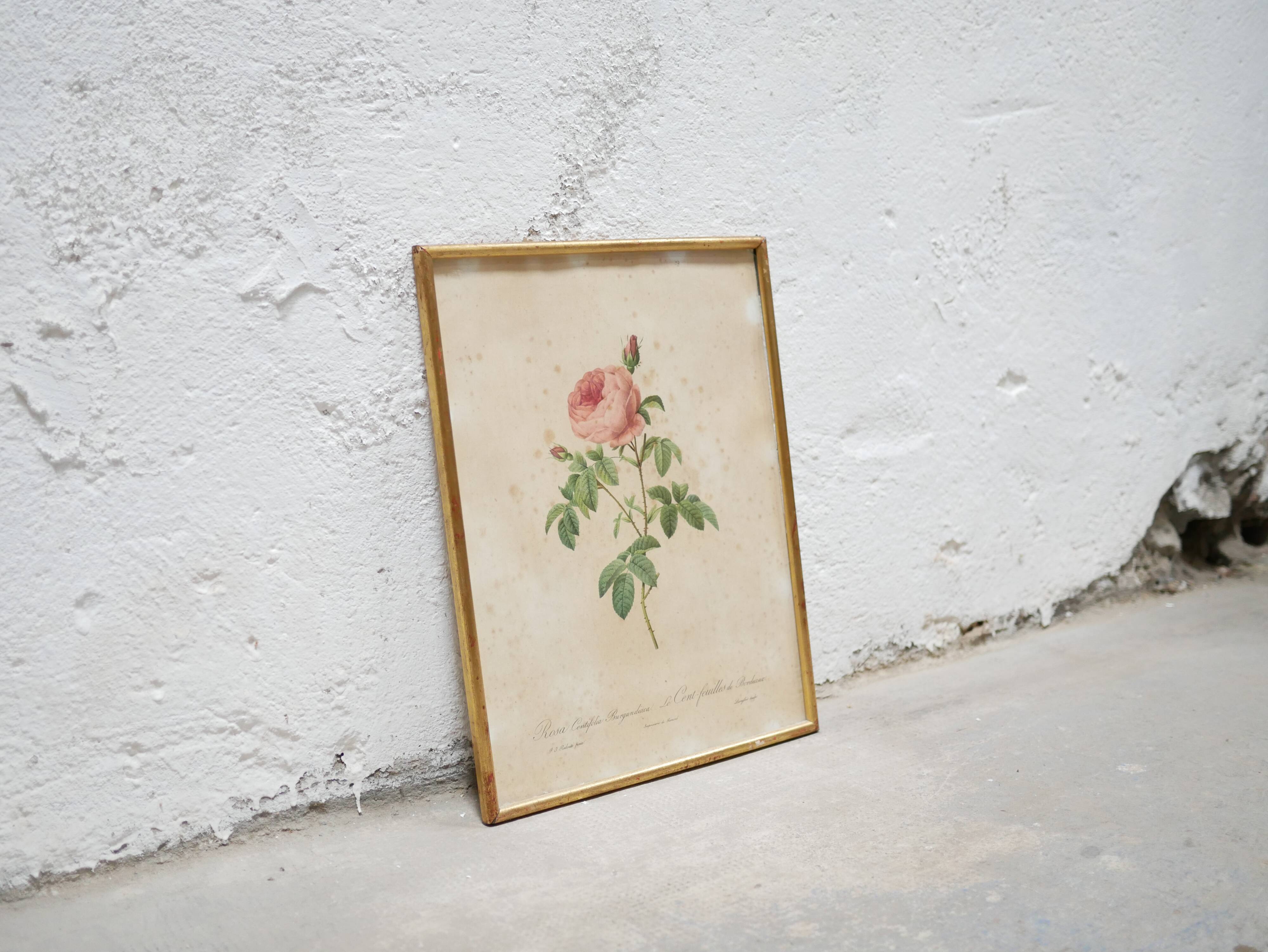 Vintage botanical poster Rosa Centifolia Burgundiaca by P.J.Redouté
