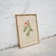 Vintage botanical poster Rosa Centifolia Burgundiaca by P.J.Redouté