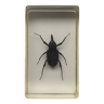 Resin inclusion insect - charencon to identify curiosity - no. 29
