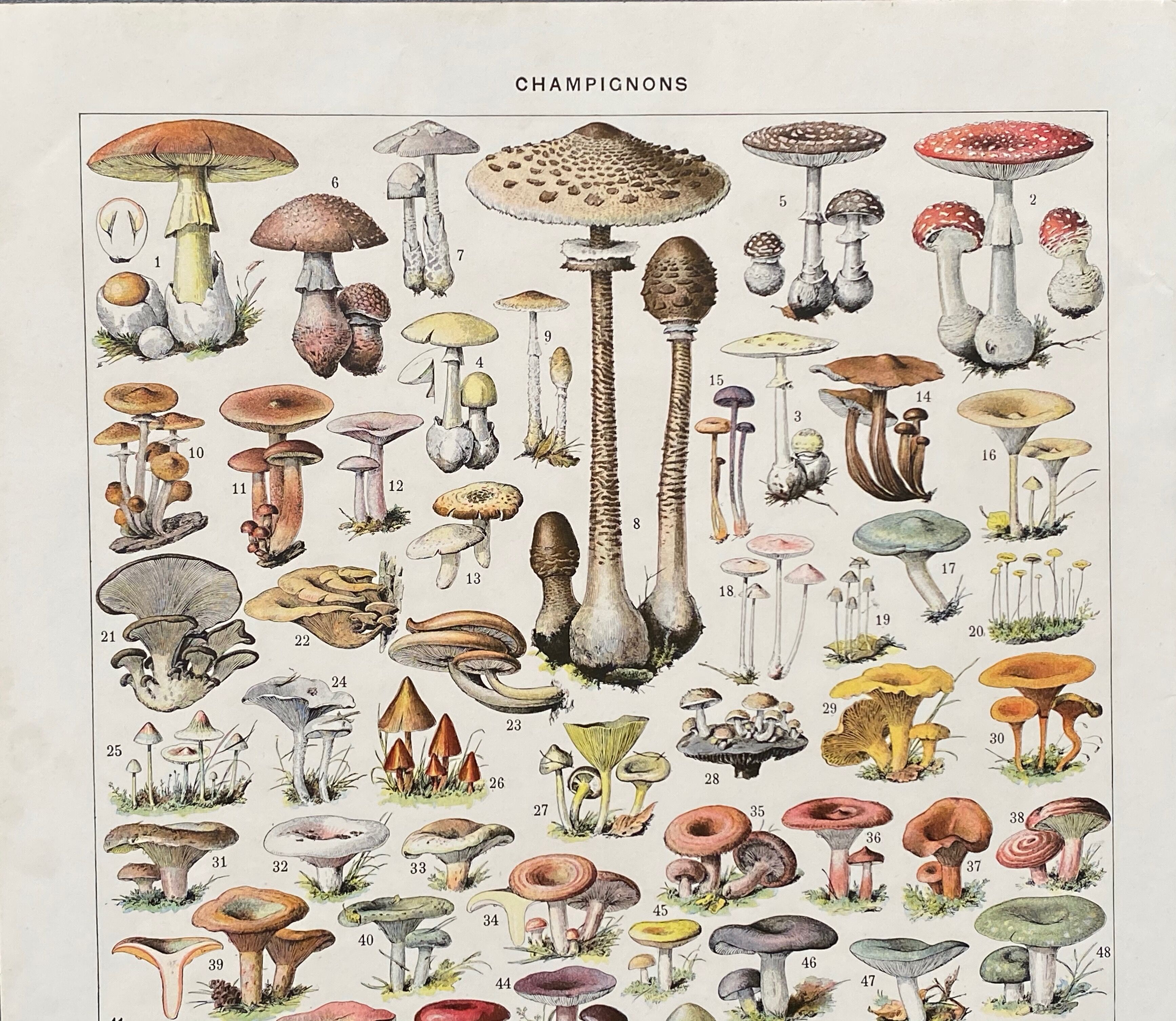 Old illustration Millot "Mushrooms"