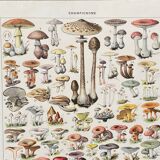 Old illustration Millot "Mushrooms"