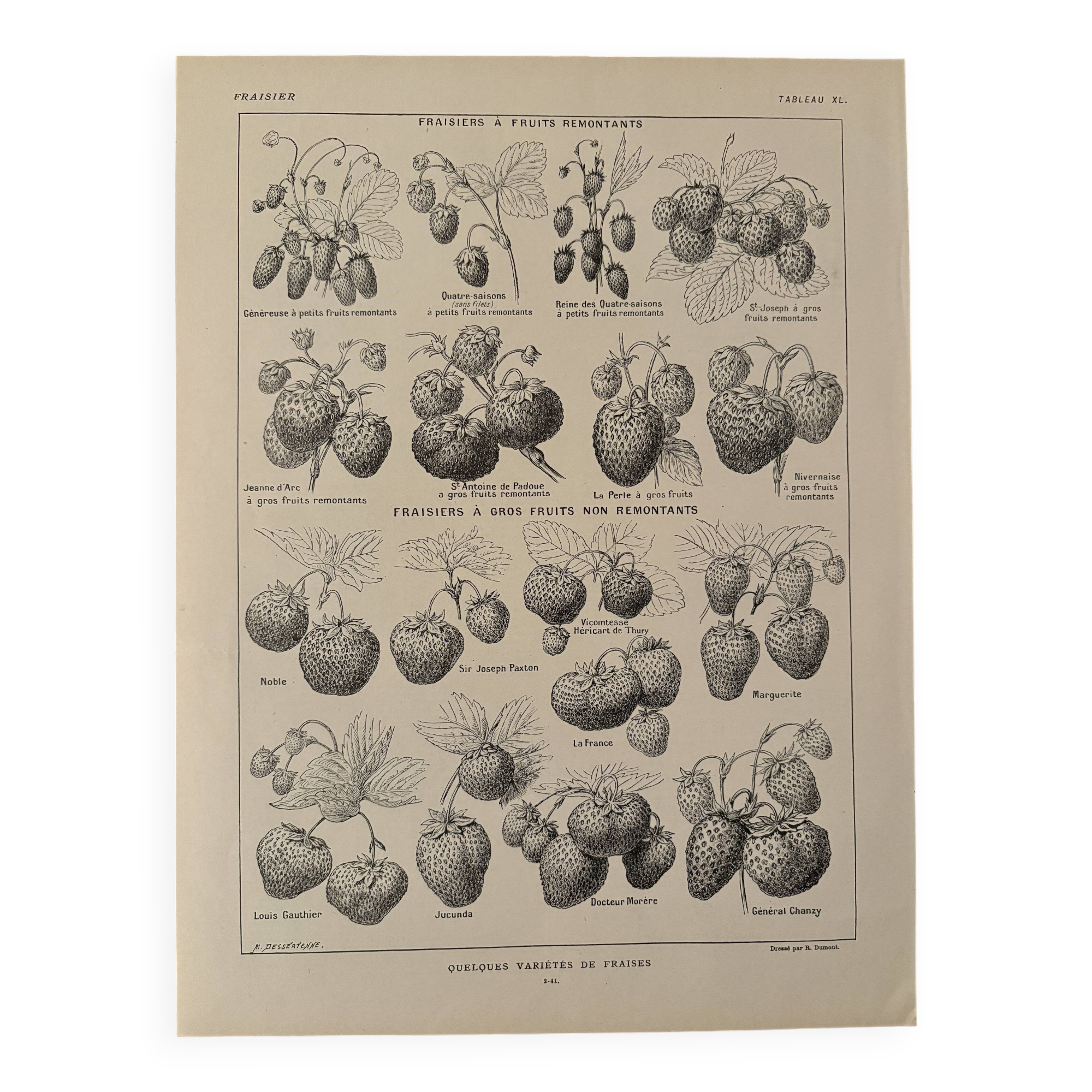 Lithographie sur la fraise - 1920