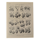 Lithograph on strawberry - 1920