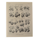 Lithographie sur la fraise - 1920