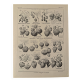 Lithograph on strawberry - 1920