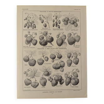 Lithograph on strawberry - 1920