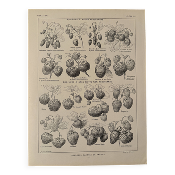 Lithograph on strawberry - 1920