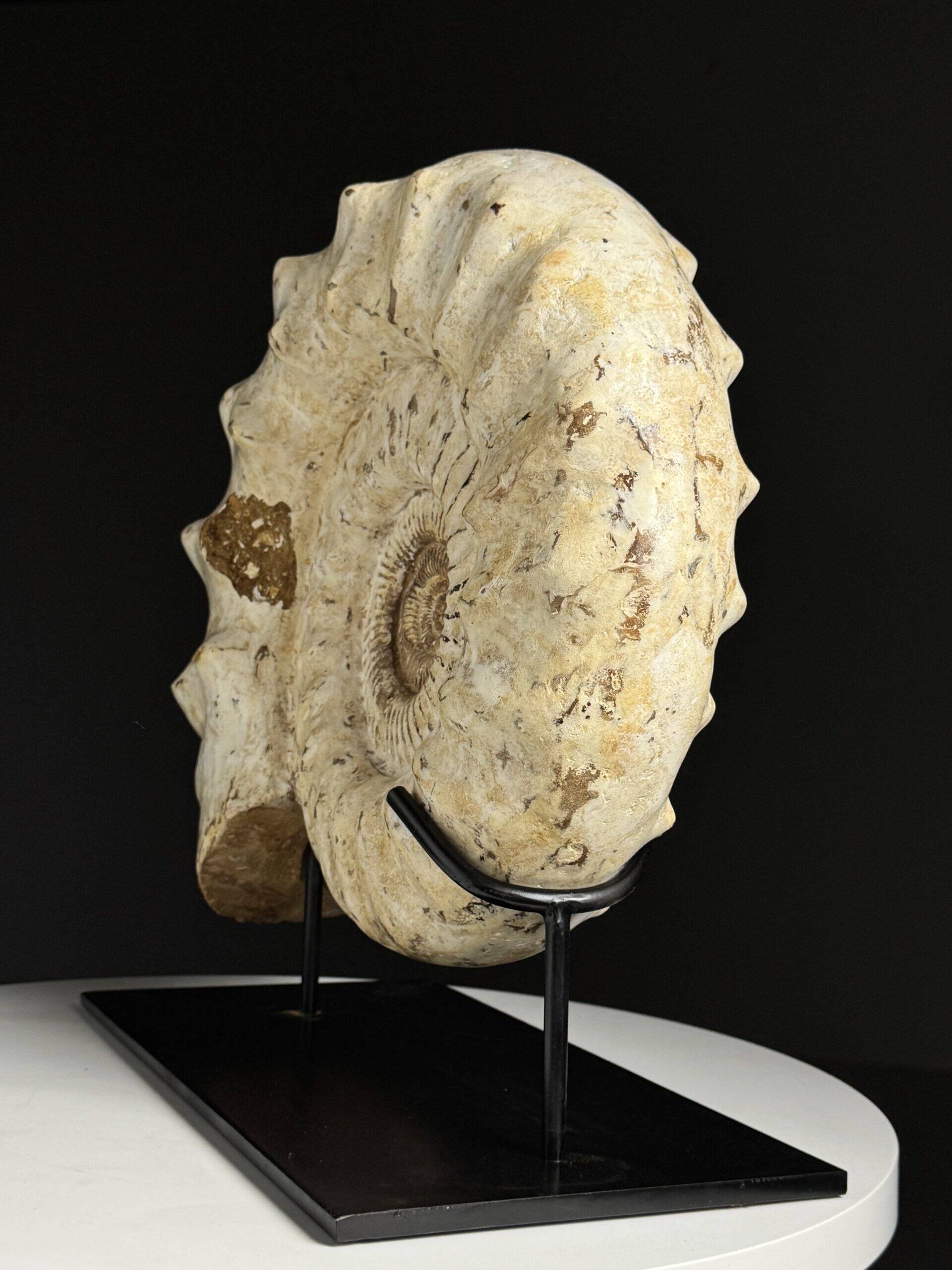 Fossile d'ammonite sur support