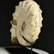 Fossile d'ammonite sur support