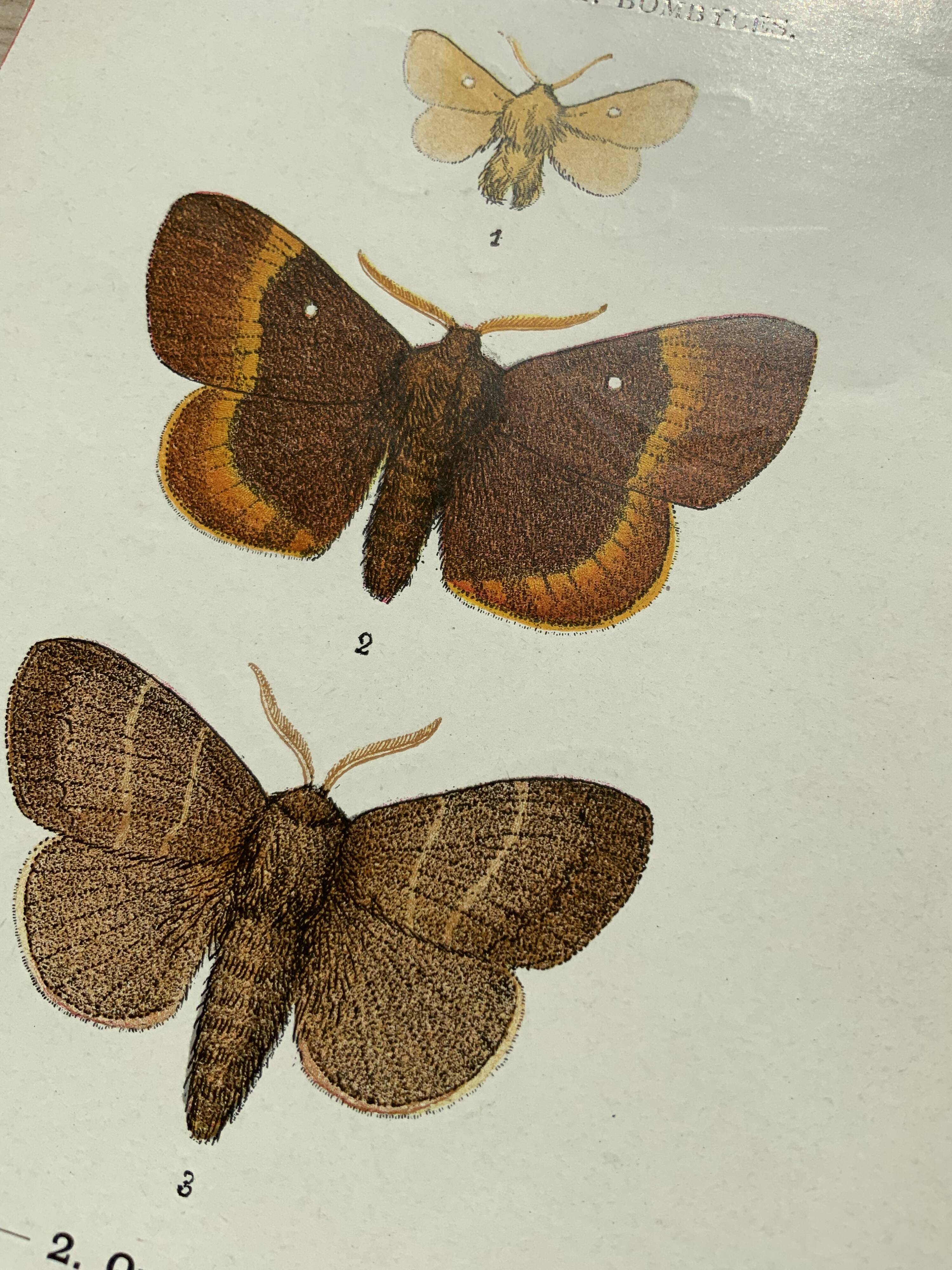 Vintage botanical plate antique butterfly engraving 1903 double-sided G. Denise