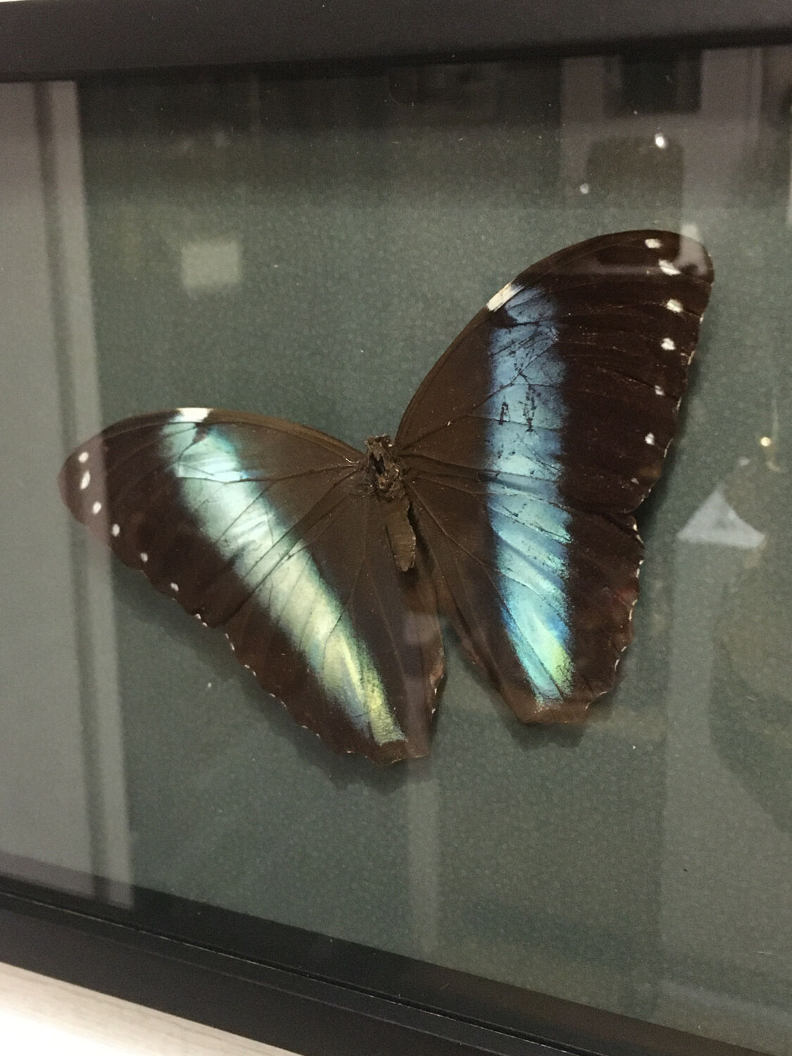 Naturalized butterfly frame