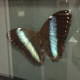 Naturalized butterfly frame