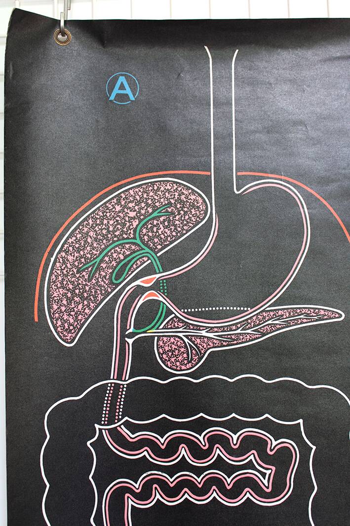 Poster of the digestive system Doctor Auzoux