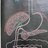 Poster of the digestive system Doctor Auzoux