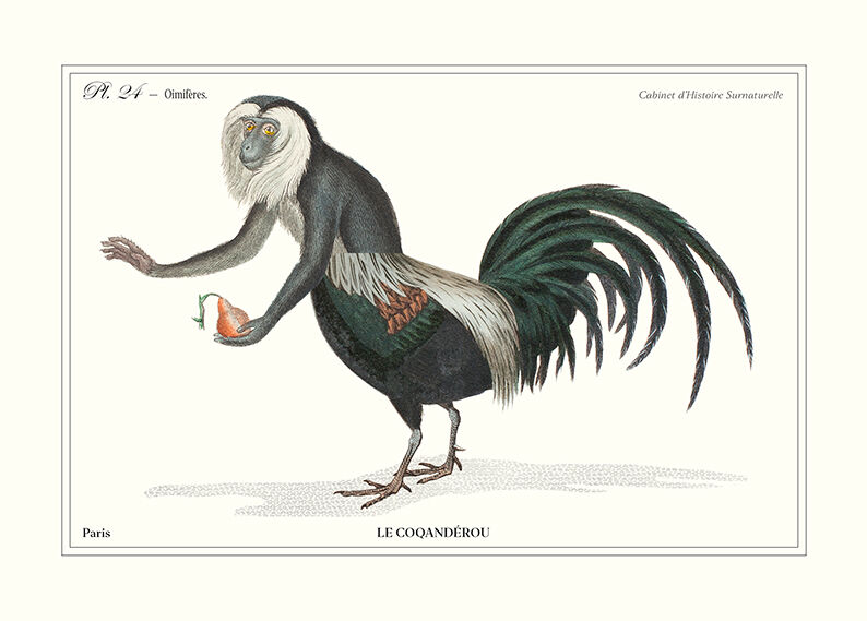 Chimera lithograph animal engraving - the coquandérou