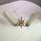 Double gold and glass wall light from 1960
