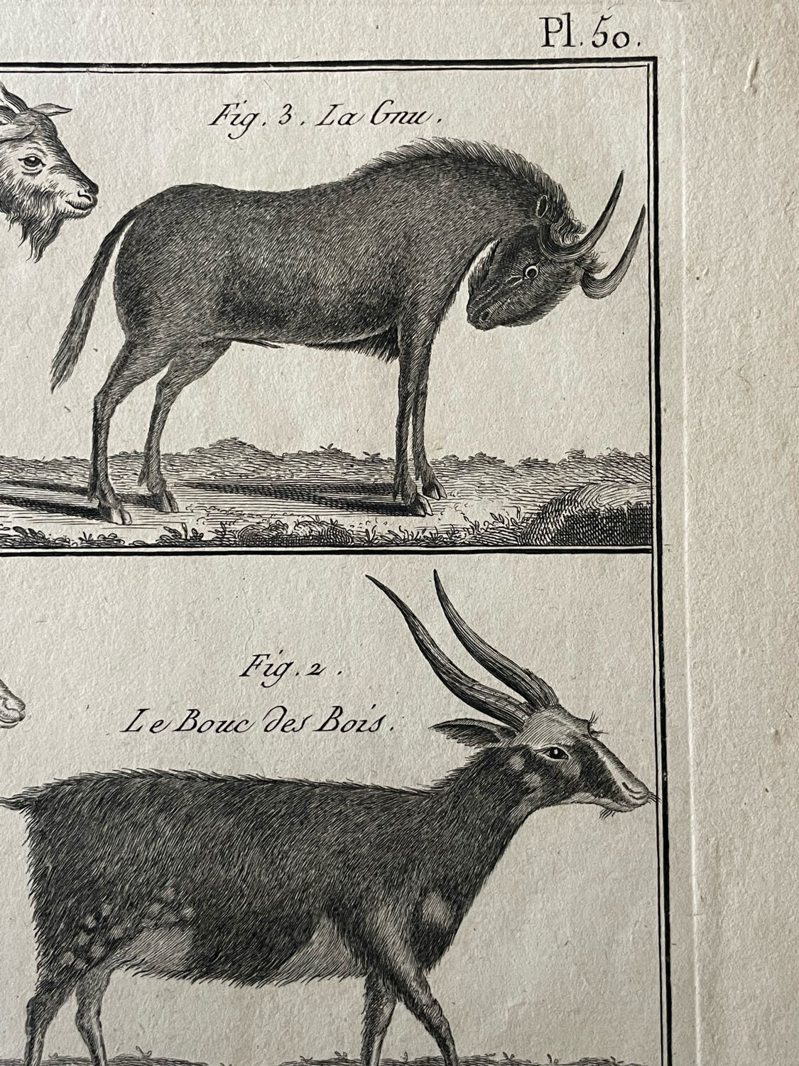 Book XVIIIth buffon, bonnaterre, natural history, quadrupeds, mammals