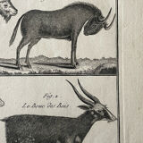 Book XVIIIth buffon, bonnaterre, natural history, quadrupeds, mammals