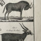 Livre XVIIIe buffon, bonnaterre, histoire naturelle, quadrupèdes, mammifères