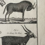 Livre XVIIIe buffon, bonnaterre, histoire naturelle, quadrupèdes, mammifères