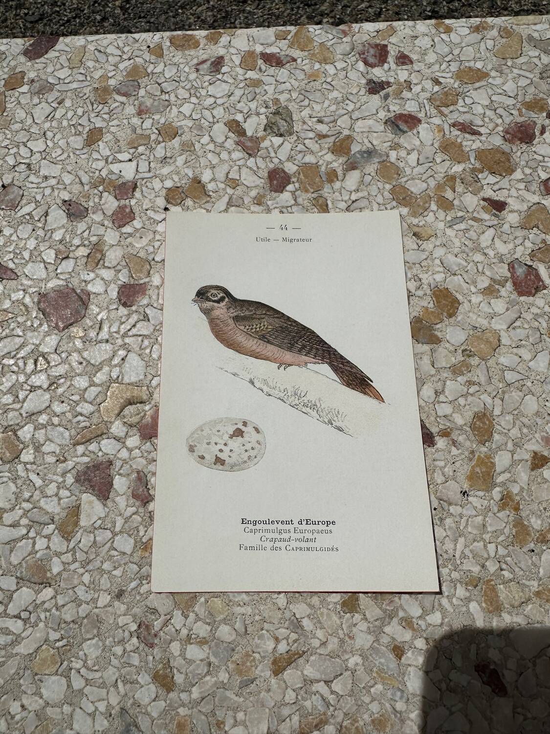 Botanical engraving naturalist plate bird 1903