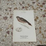 Botanical engraving naturalist plate bird 1903