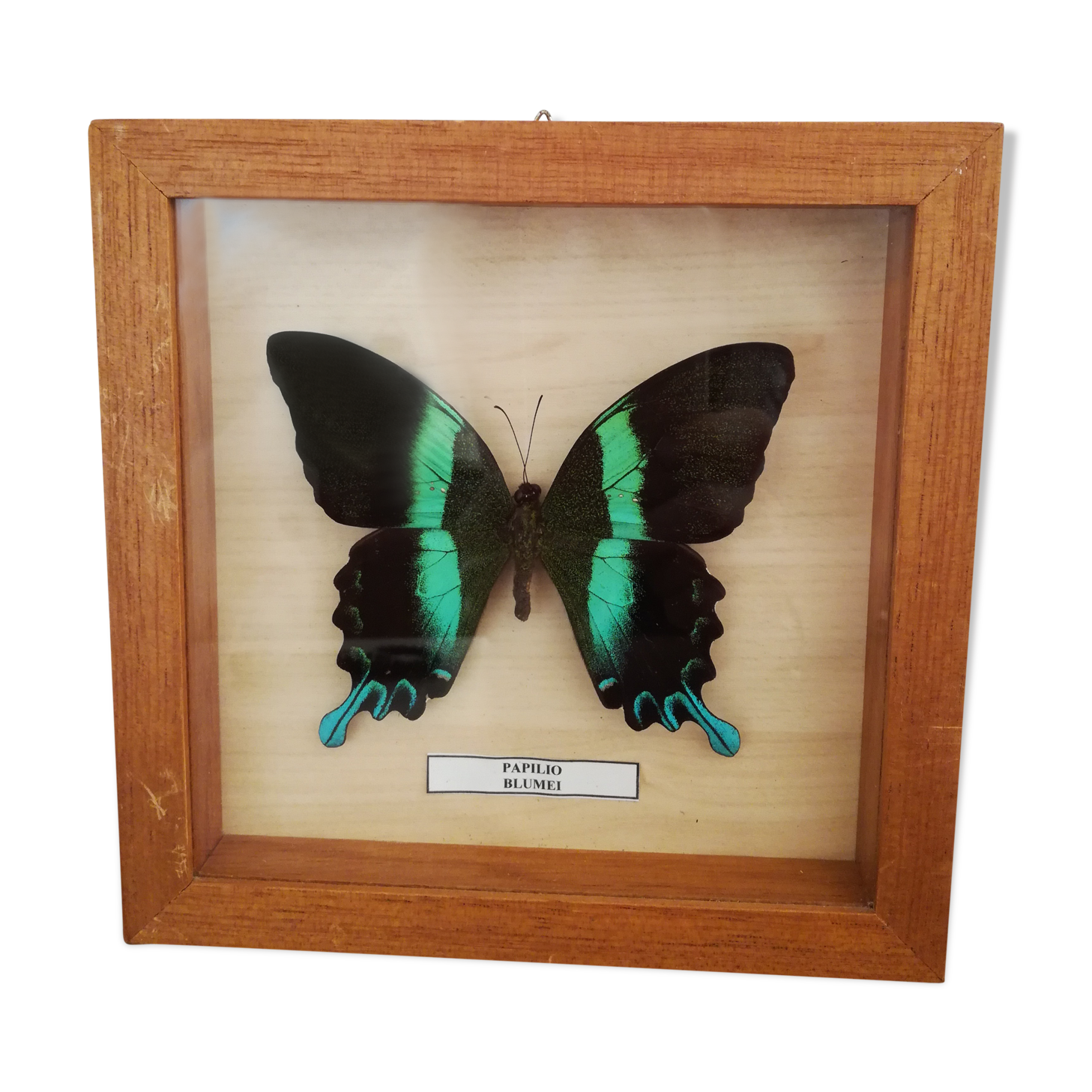 Blue/green butterfly