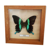 Papillon bleu/vert