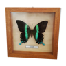 Blue/green butterfly