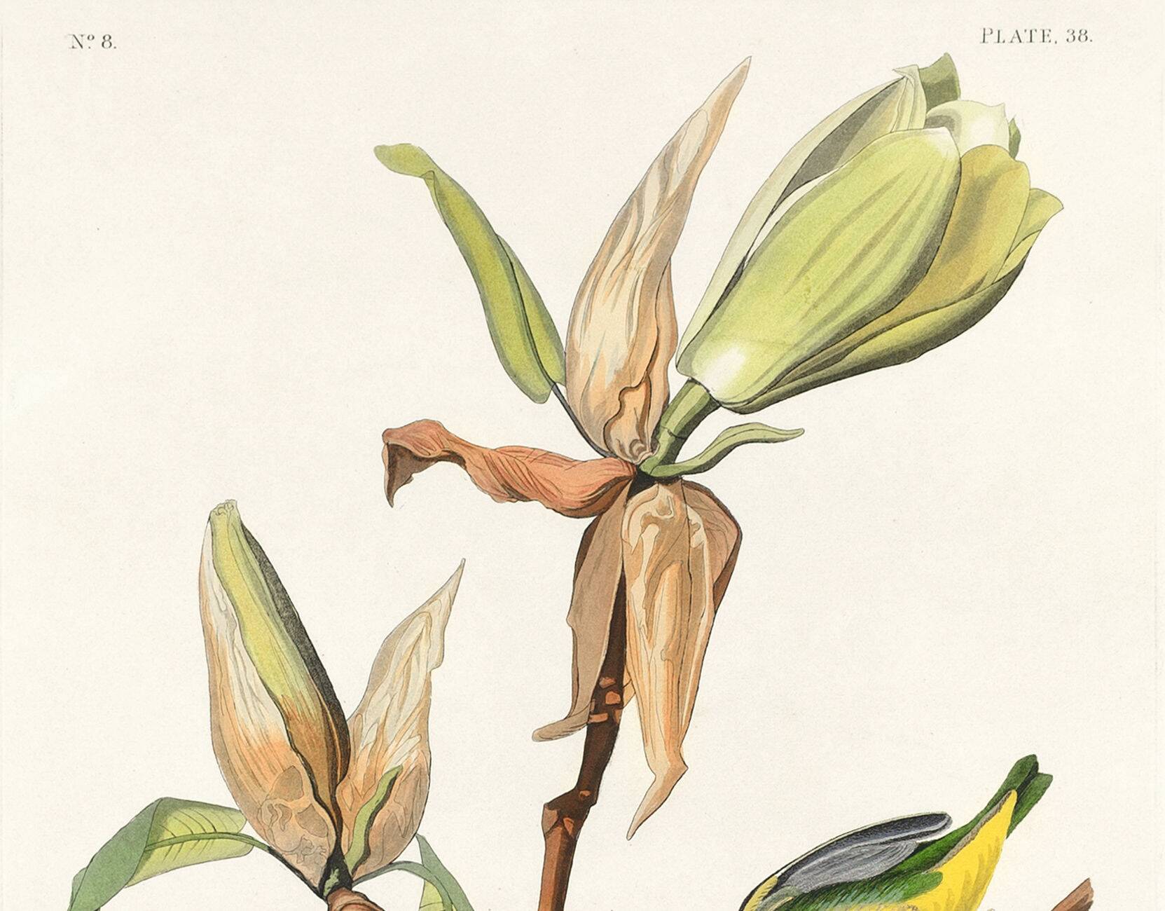 Poster about the Kentucky Warbler, based on an old engraving from 1827.