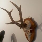 Hunting trophy 1958