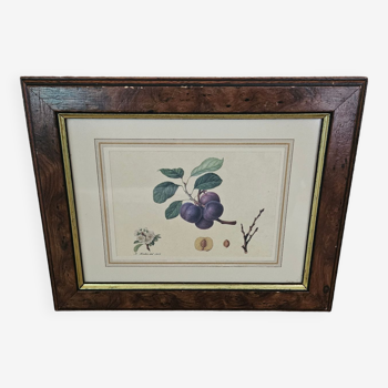 Plum tree botanical board under wooden frame